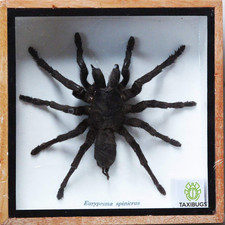 Real Spider Tarantula Taxidermy Mounted Specimen Insect Framed Insect Eurypeima picture
