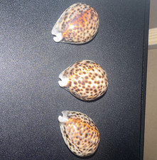 Spotted Cowrie Seashells - Lot of 3 Spotted Cowrie Shells listing #2 picture