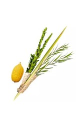 Kosher Lulav and Etrog set from Israel/Morocco - Basic Set Kosher picture