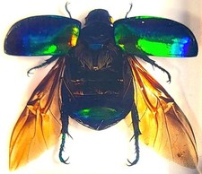38mm Real Green Chafer Beetle w/Open Wings in Crystal Clear Lucite Resin Craf... picture
