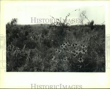 1989 Press Photo Wildflowers on Mount Driskill in Louisiana - noa97734 picture