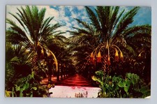 Date Grove Coachella Valley Near Indio California Postcard Petley Studios 1965 picture