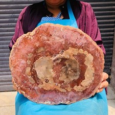7.1LB Natural Petrified Wood Crystal Fossil Slice Crystal Specimen Healing 6156 picture