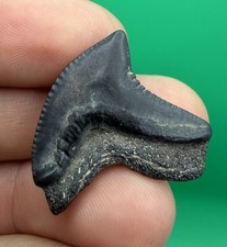 WILDLY DEFORMED PATHOLOGICAL MAYUMBENSIS TIGER SHARK TOOTH PEACE RIVER FL picture