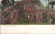 LITHO PC * Boy in Uniform Posing w/ California Rose Bush Los Angeles 1910s picture