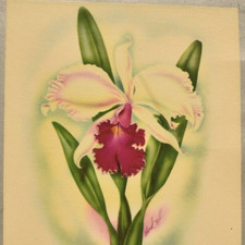 Vintage 1954 Naniloa Hotel Restaurant Menu 93 Banyan Drive Hilo Bay Hawaii picture