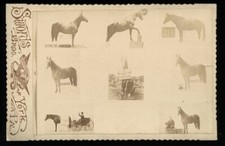 Rare Composite Photo Trick Circus Sideshow Horse 1800s  Swords Bros Barnum picture