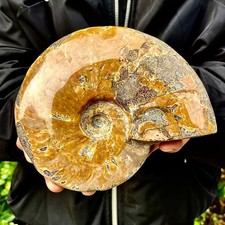 2.55LB Rare natural polished Natural conch fossil specimens of Madagascar picture