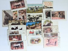 Lot (21) Donkey Postcards 1905-60s Burro Mules Mexico Colorado Kansas UDB Posted picture