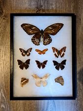 Antique Taxidermy Butterfly Mount Decor BM#22. Butterfly/Moths from around world picture