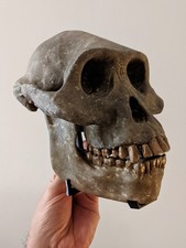 Museum quality Australopithecus afarensis skull replica picture