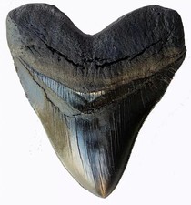Prehistoric Planet Store 5.5 Inch Megalodon (Carcharodon megalodon) tooth, Black picture