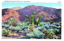 Coachella Desert Near Indio Showing Joshua Tree and Cactus Sage Cactus Postcard picture