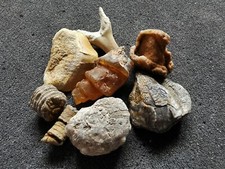 Scrap fossils variety mix - Bag of 20 picture