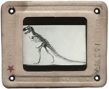 Antique Magic Lantern Slide - Photo of T-Rex Dinosaur from publication picture