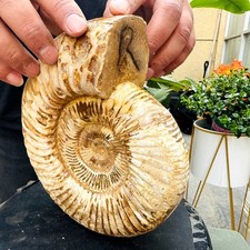 4.98LB Rare Large Natural Polished Natural Conch Fossil Specimens of Madagascar picture