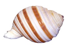 Tonna Selacosa (Banded Tun  Shell) (3-4