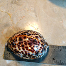 Large Spotted Cowrie Shell Specimen w/ Toothed Opening, 2.75 inches picture