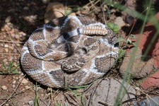 Vintage Coiled Rattle Snake Herpetology Museum Display  8 x 1.5 Inch picture
