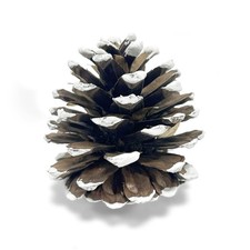 24 PCS Frosted Austriaca Pine Cones 23 Inch Winter Rustic Holiday Craft Decor picture