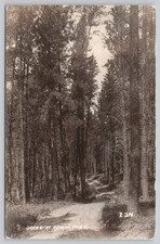 Aitkin Minnesota Scenic Pine Forest Road Real Photo RPPC Black White Postcard picture