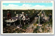Harvest Time Concord Grape Belt Lake Erie Fredonia New York NY 1934 Postcard picture