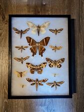 Rare-Antique Taxidermy Moth Collection Decor BM#21. Specimens from around world. picture