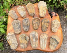 LARGE Natural Trilobite Fossil, 500 Million Year Old Genuine Arthropod Specimen picture