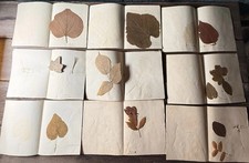 Antique 19th C Botanical Study Sheets Herbarium Pressed Leaves Southworth picture