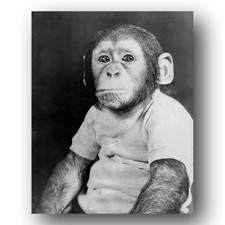 J. Fred Muggs Photo 8x10 Today Show Mascot Chimpanzee Actor 1953 picture