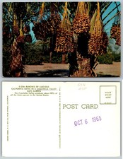 1965 Coachella Valley Bunches of California Dates In A Garden Postcard M21 picture