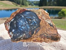 Awesome Old Stock Cut & Polished Petrified Wood Slab From Hubbard Basin, NV #HB5 picture