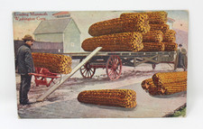 Postcard Exaggeration Farmer Loading Mammoth Washington Corn onto Trailer picture