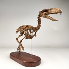 1/10 Kelenken Terror Bird Skeleton Fossil Statue 3D Print Animal Display Model picture
