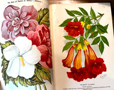 Antique Botanical Garden Archive 70 Color Plates Nursery Landscape Photos c1900 picture