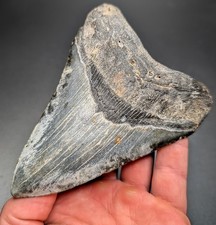 Gorgeous Large 4.62