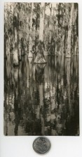 Vintage 1930's photo / STRANGE COMPOSITION - Frog NoClips Into a Haunted SWAMP picture