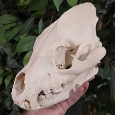 Hyena Skull (Ex-Museum) picture