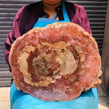 7.1LB Large Natural Petrified Wood Crystal Fossil Slice Shape Specimen Healing picture