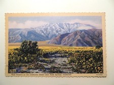 Wildflowers on California desert near Palm Springs California linen postcard  picture