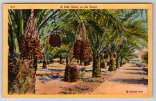 c1940s Linen Date Grove in the Desert Orchard Vintage Postcard picture