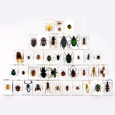 20 Pcs Insect in Resin Specimen Bugs Collection Paperweights Arachnid Resin Lot picture