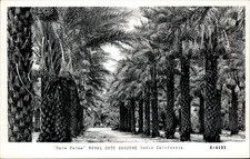 Indio CA Date Palms Royal Date Gardens c1950s-60s Real Photo Vintage Postcard picture
