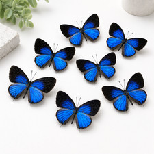 10 Real Dark Caerulean Butterfly Specimens Jamides bochus Spread A1-A- DIY picture