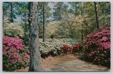 Municipal Gardens Norfolk VA Azalea Blooms Pathway 1964 Postcard picture
