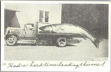 Exaggeration Truck Load Fish Had a Hard Time Landing This One Vtg Postcard X21 picture