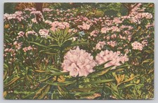 Vintage Rock City Gardens Lookout Mountain Rhododendron Linen Postcard 1940s picture