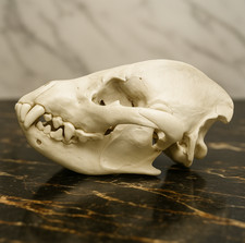 Hyena Skull Anatomical Replica Model - Precision-Crafted Educational Collectible picture