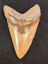Huge 5.04 inch Collector Quality St Marys River Megalodon fossil tooth. picture