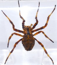 38mm Real Wolf Spider in Clear Lucite Resin Preserved Arachnoids Specimen Block picture